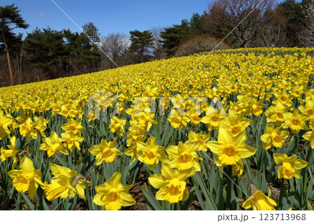 ロマンチック茨城（早咲きの水仙の花が初春の陽ざしを浴びて波のように迫ってくる。）国営ひたち海浜公園 123713968