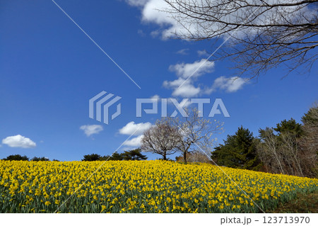 ロマンチック茨城（初春の空の下、早咲きの水仙の花が輝き白梅が芽生える。）国営ひたち海浜公園 123713970