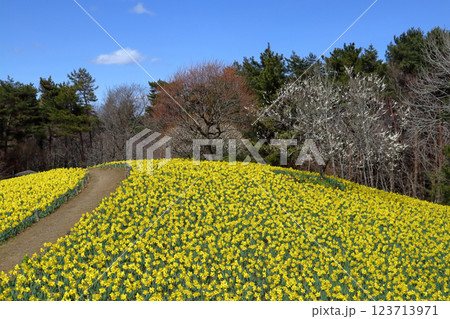 ロマンチック茨城（初春の国営ひたち海浜公園。スイセンの丘は見事な黄色に染まっていた。）ひたちなか市 123713971