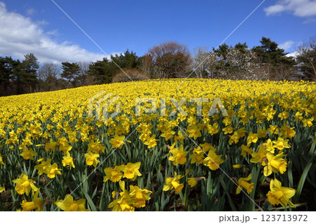 ロマンチック茨城（地中海原産の水仙の花がひたち海浜の陽と風を受け丘一面に輝く。）国営ひたち海浜公園 123713972