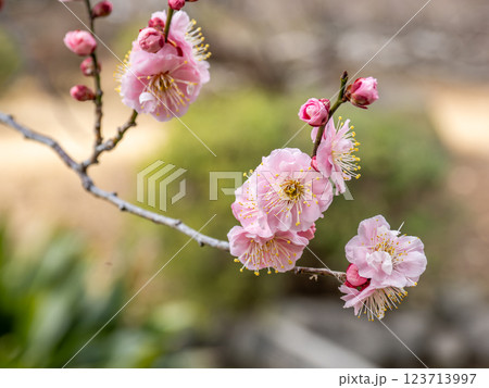 晩冬に咲き始めた美しい紅梅【見驚】 晩冬に咲き始めた美しい紅梅【見驚】 123713997