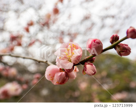 晩冬に咲き始めた美しい紅梅【見驚】 123713999