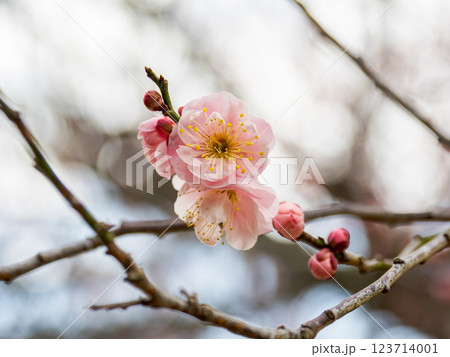 晩冬に咲き始めた美しい紅梅【見驚】 123714001
