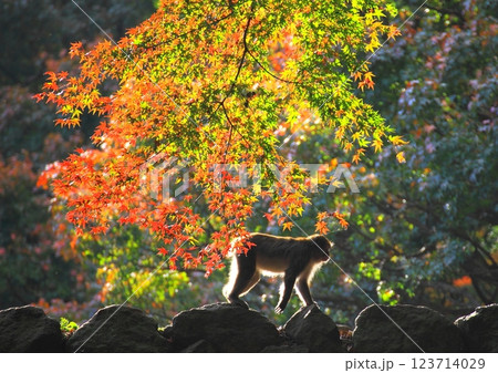 紅葉とサル(高碕山自然公園・大分市) 紅葉とサル(高碕山自然公園・大分市) 123714029
