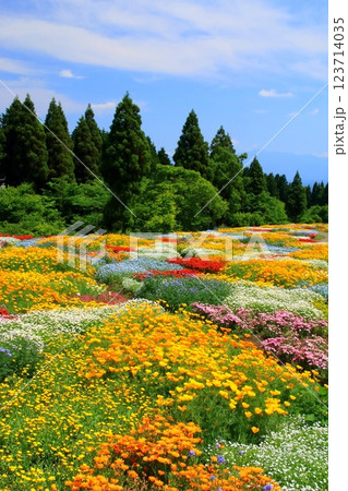 春彩の花畑（くじゅう花公園・竹田市久住町・縦構図） 123714035