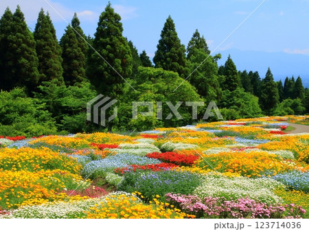 春彩の花畑（くじゅう花公園・竹田市久住町） 123714036