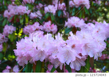シャクナゲ（神角寺・豊後大野市） 123714043
