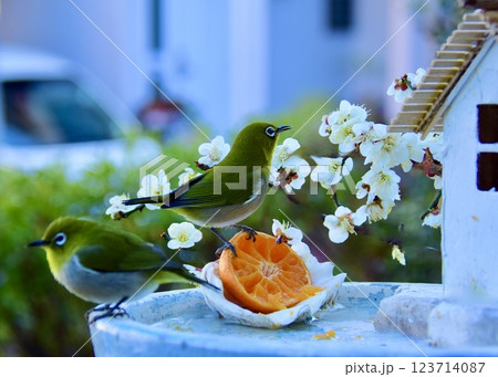 梅を眺めながら餌台でミカンをつつくメジロのカップル。 123714087