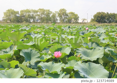 蓮の群生・烏丸半島【滋賀県草津市】 123714089