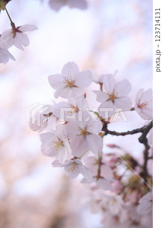 さくら9686 123714131