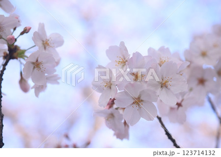 さくら9688 123714132