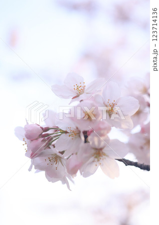 さくら9696 123714136