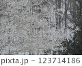 輝く樹氷 123714186