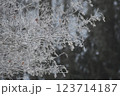 輝く樹氷 123714187