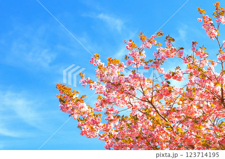 爽やかな青空と満開の美しい八重桜 爽やかな青空と満開の美しい八重桜 123714195