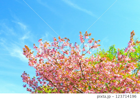 爽やかな青空と満開の美しい八重桜 123714196