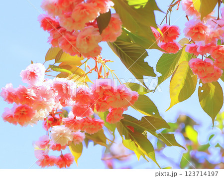 快晴の青空と満開の美しい八重桜 123714197