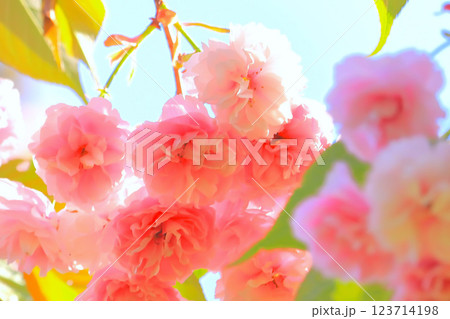 快晴の青空と満開の美しい八重桜 123714198