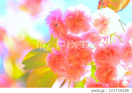 快晴の青空と満開の美しい八重桜 123714199
