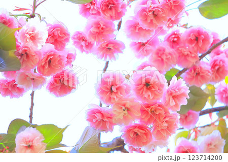 快晴の青空と満開の美しい八重桜 快晴の青空と満開の美しい八重桜 123714200