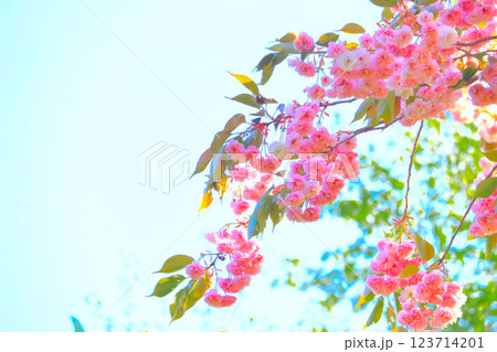 快晴の青空と満開の美しい八重桜 123714201