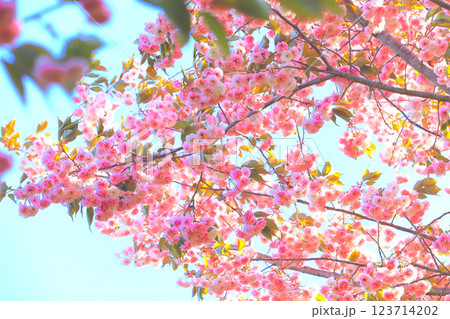 快晴の青空と満開の美しい八重桜 快晴の青空と満開の美しい八重桜 123714202