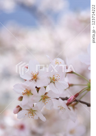 さくら472 123714222