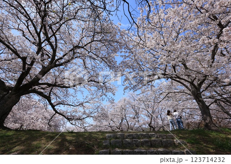 さくら490 123714232