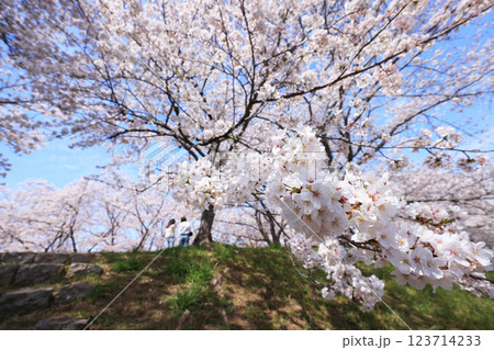 さくら491 123714233