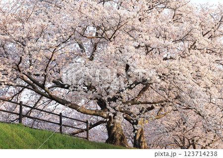 さくら629 123714238