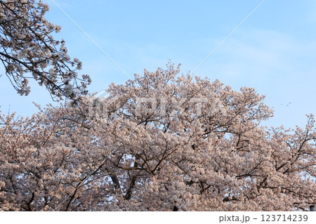 さくら631 123714239