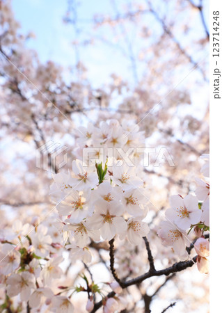 さくら655 123714248