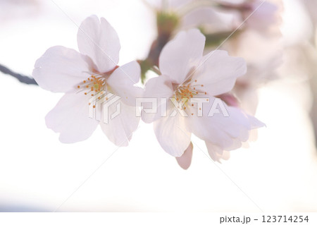 さくら667 さくら667 123714254