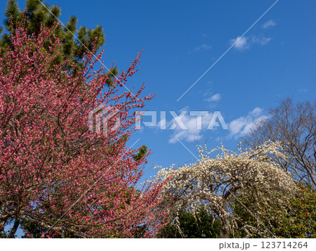 早春の青空と梅園の梅の花【千葉県柏市　あけぼの山農業公園】 123714264