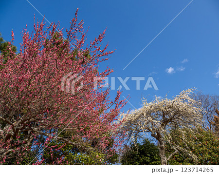 早春の青空と梅園の梅の花【千葉県柏市　あけぼの山農業公園】 123714265