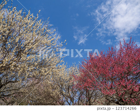 早春の青空と梅園の梅の花【千葉県柏市　あけぼの山農業公園】 123714266
