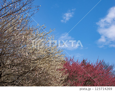 早春の青空と梅園の梅の花【千葉県柏市　あけぼの山農業公園】 123714269