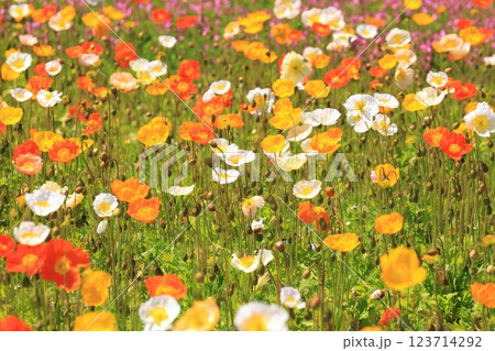 アイスランドポピー1418 123714292