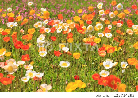 アイスランドポピー1419 123714293