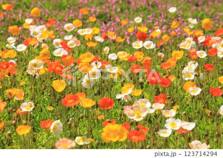 アイスランドポピー1420 123714294