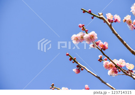 早春の青空に映えるピンクの梅の花 早春の青空に映えるピンクの梅の花 123714315