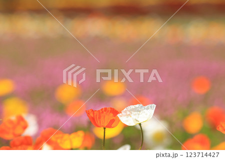 アイスランドポピー1374 123714427