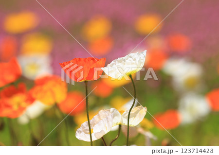 アイスランドポピー1376 123714428