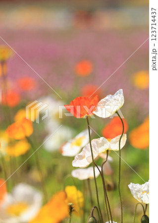 アイスランドポピー1391 123714437