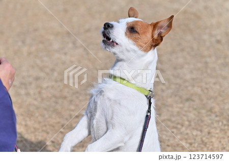 飼い主の前で笑顔で立つジャックラッセルテリア 123714597
