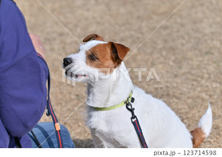 見つめるジャックラッセルテリア 見つめるジャックラッセルテリア 123714598