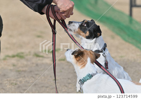 2匹の愛犬と散歩する飼い主 ジャックラッセルテリア 2匹の愛犬と散歩する飼い主 ジャックラッセルテリア 123714599