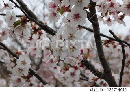 満開のチシマザクラ Chishima sakura in full bloom 123714613