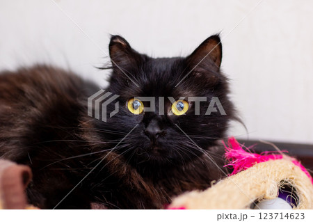 A sleek black cat with striking yellow eyes is on a cozy bed 123714623