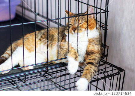 A cat is peacefully laying in a cage with its eyes gently closed 123714634